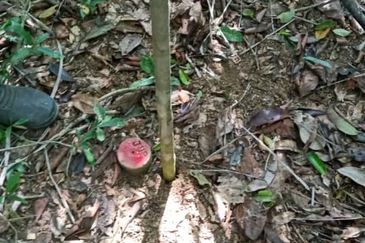 Lot Tanah Pertanian Kampung Atong Sungai Lembing