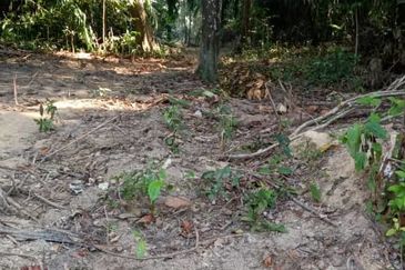 Lot Tanah Pertanian Kampung Atong Sungai Lembing