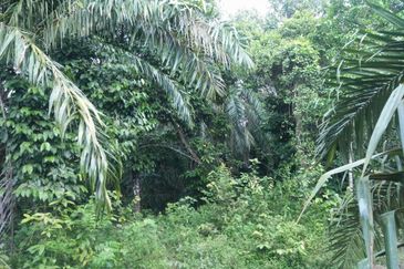 Lot Tanah Pertanian Kampung Atong Sungai Lembing