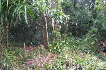 Lot Tanah Pertanian Kampung Atong Sungai Lembing