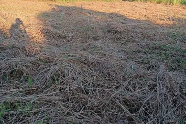 Lot Tanah Bangunan Kampung Pahang Kuantan