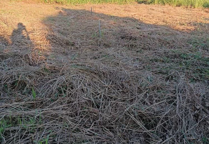 Lot Tanah Bangunan Kampung Pahang Kuantan