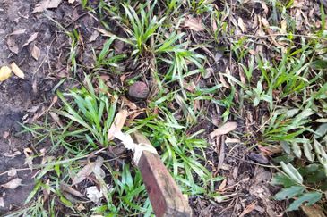 2.8 Ekar Tanah Pantai Sepat Kuantan Freehold Untuk Dijual