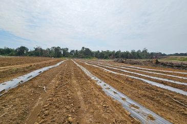 Lot Tanah Pertanian Kampung Batu Sawar Kuantan (Untuk Dijual)