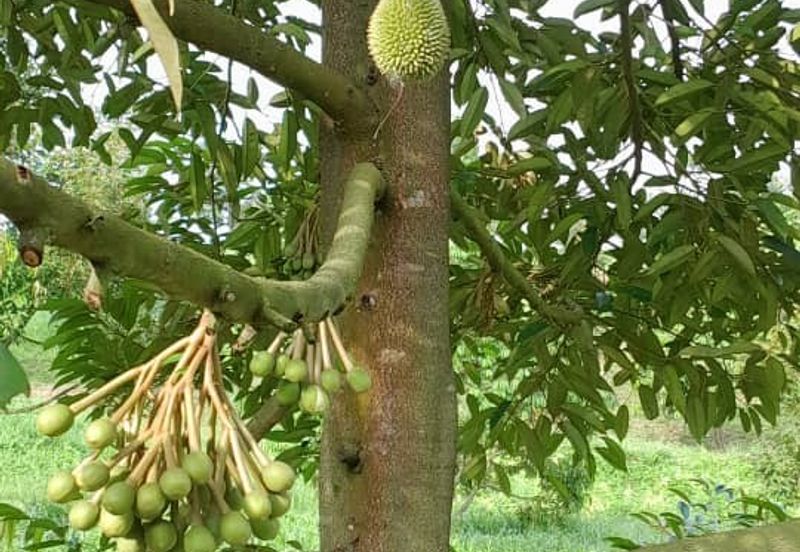 Taman Juasseh Sentosa