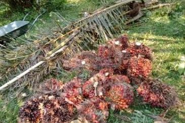 TAMAN CHENOR INDAH (P/LOT 2420