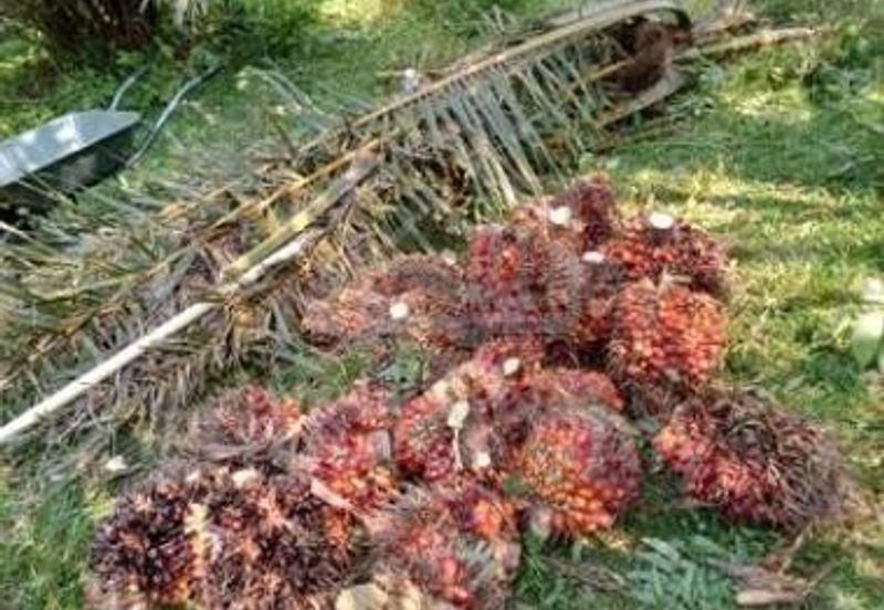 TAMAN CHENOR INDAH (P/LOT 2420