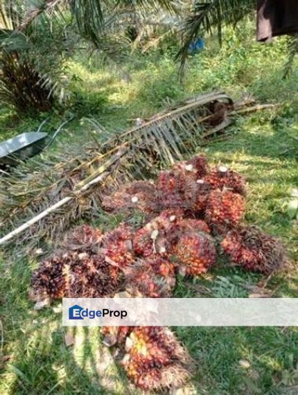 CHENOR TANAH KEBUN SAWIT DI KG PESAGI, CHENOR UNTUK DIJUAL, Pahang, Chenor
