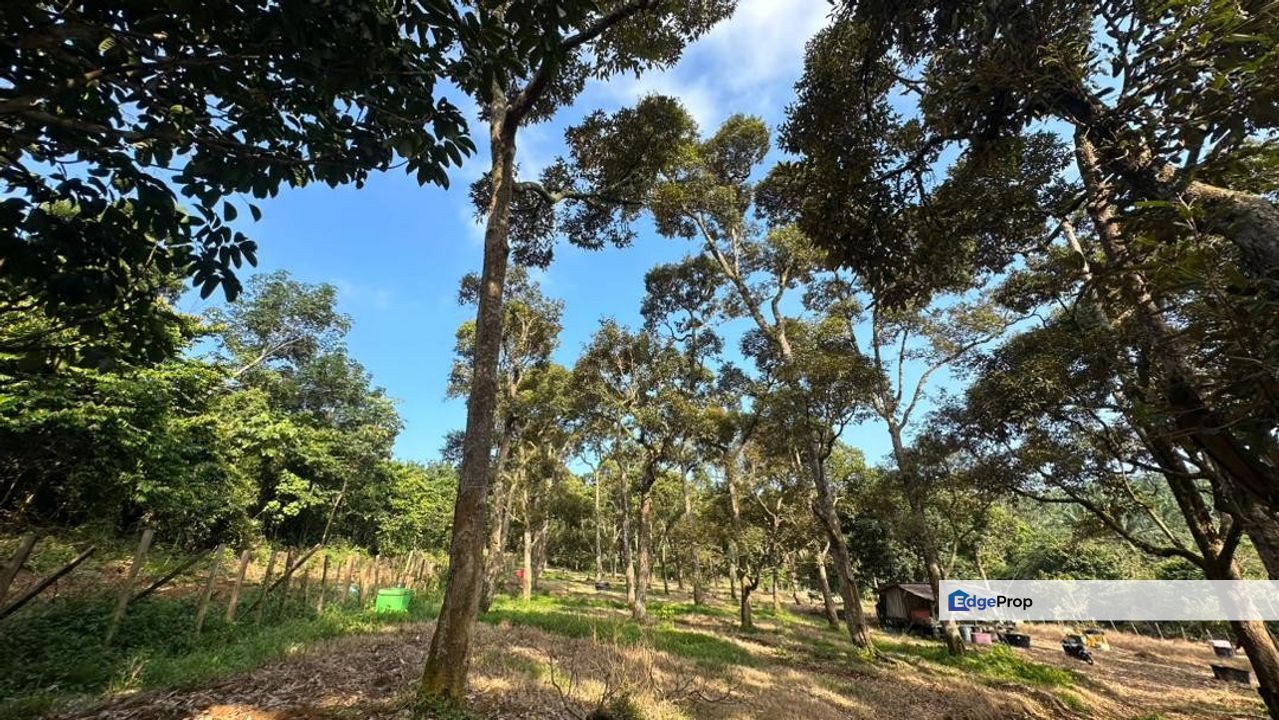 FREEHOLD OPEN TITLE 𝐓𝐀𝐍𝐀𝐇 𝐃𝐔𝐒𝐔𝐍 𝐃𝐔𝐑𝐈𝐀𝐍 𝐇𝐈𝐉𝐀𝐔 𝐁𝐄𝐒𝐄𝐑𝐀𝐇 𝐊𝐔𝐀𝐍𝐓𝐀𝐍 𝐔𝐍𝐓𝐔𝐊 𝐃𝐈𝐉𝐔𝐀𝐋 , Pahang, Kuantan