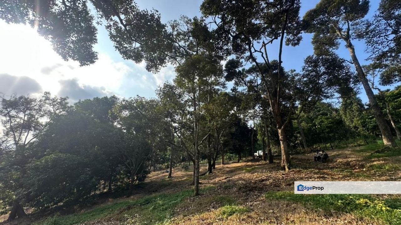 FREEHOLD OPEN TITLE 𝐓𝐀𝐍𝐀𝐇 𝐃𝐔𝐒𝐔𝐍 𝐃𝐔𝐑𝐈𝐀𝐍 𝐇𝐈𝐉𝐀𝐔 𝐁𝐄𝐒𝐄𝐑𝐀𝐇 𝐊𝐔𝐀𝐍𝐓𝐀𝐍 𝐔𝐍𝐓𝐔𝐊 𝐃𝐈𝐉𝐔𝐀𝐋 , Pahang, Kuantan