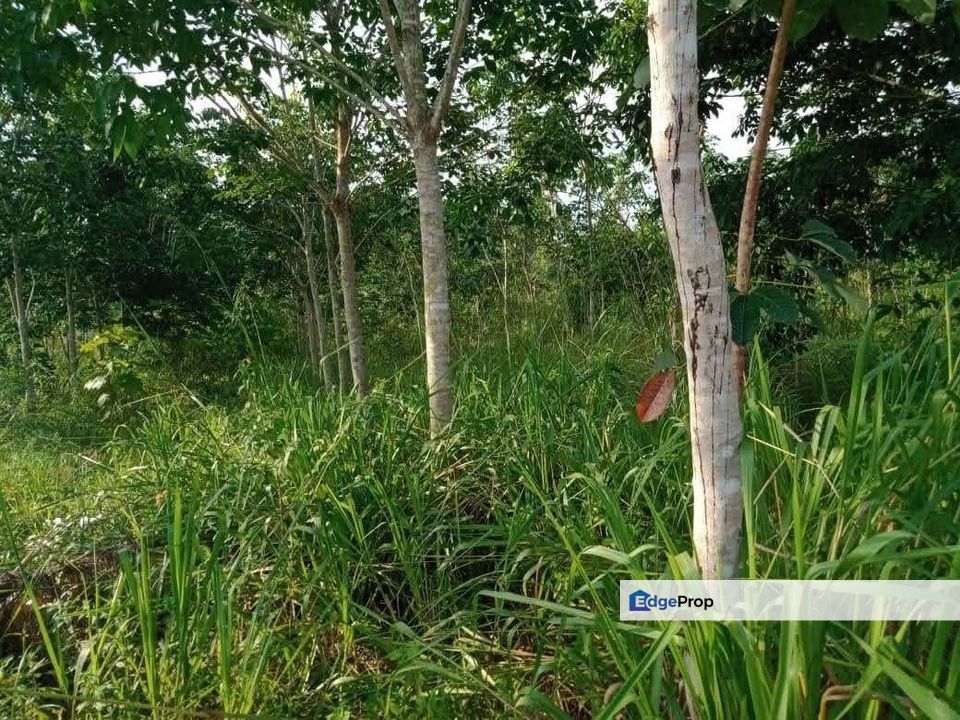 𝐓𝐀𝐍𝐀𝐇 𝐏𝐄𝐑𝐓𝐀𝐍𝐈𝐀𝐍 𝟐 𝐄𝐊𝐀𝐑 𝐃𝐈 𝐓𝐄𝐋𝐔𝐊 𝐒𝐄𝐍𝐓𝐀𝐍𝐆 𝐓𝐄𝐌𝐄𝐑𝐋𝐎𝐇 𝐏𝐀𝐇𝐀𝐍𝐆 UNTUK DIJUAL, Pahang, Temerloh