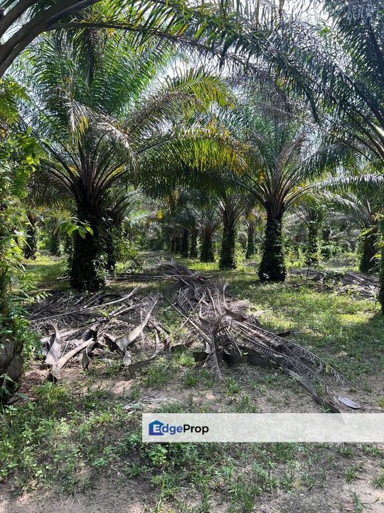 2.562 HEKTAR KEBUN SAWIT - MUKIM PENYOR PAHANG UNTUK DIJUAL, Pahang, Pekan