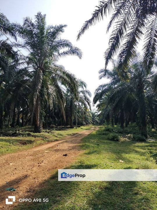 TANAH PERTANIAN (SAWIT) Berhampiran Kotasas, Kuantan, Pahang, Kuantan