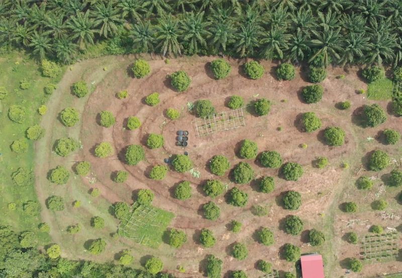 KEBUN DURIAN MUSANG KING, KG JELU RAUB PAHANG