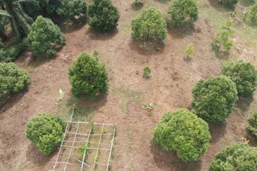 KEBUN DURIAN MUSANG KING, KG JELU RAUB PAHANG
