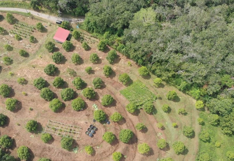 KEBUN DURIAN MUSANG KING, KG JELU RAUB PAHANG