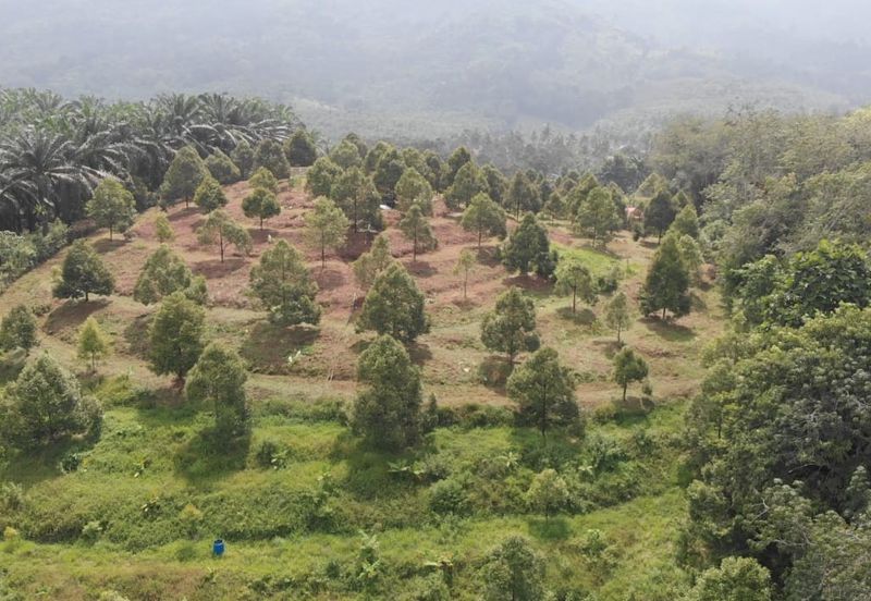 KEBUN DURIAN MUSANG KING, KG JELU RAUB PAHANG