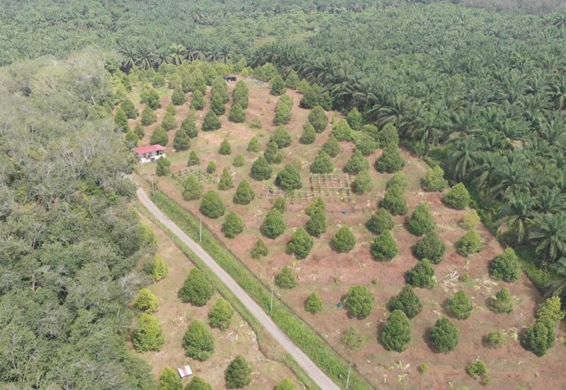 KEBUN DURIAN MUSANG KING, KG JELU RAUB PAHANG