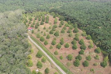 KEBUN DURIAN MUSANG KING, KG JELU RAUB PAHANG