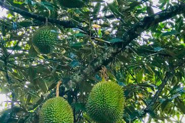 Kampung Baru Si Rusa