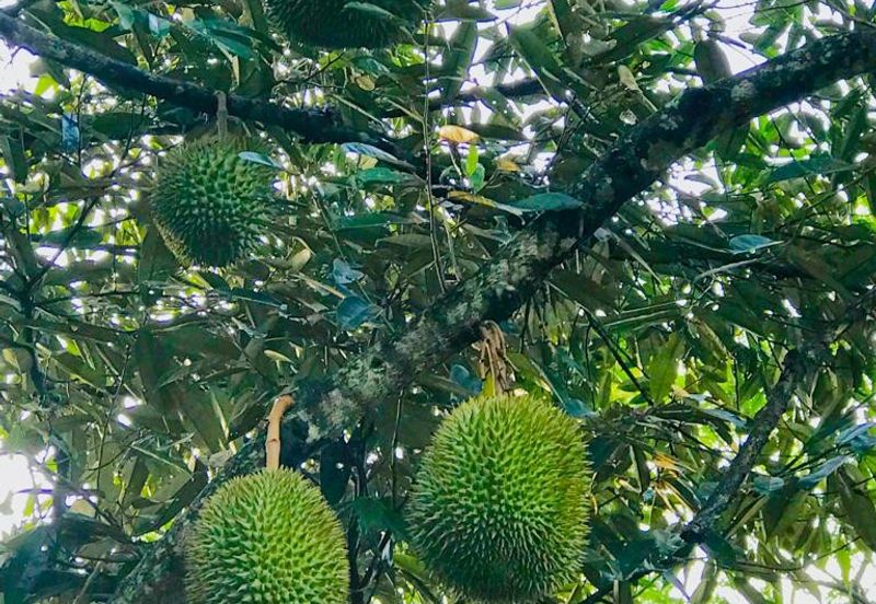 Kampung Baru Si Rusa