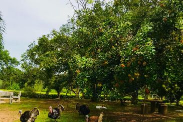 Kampung Baru Si Rusa