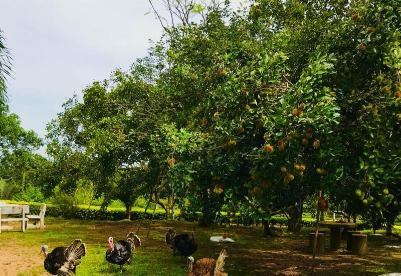 Kampung Baru Si Rusa