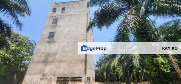 Palm Oil Estate with Bird Nest House , Selangor, Tanjong Sepat