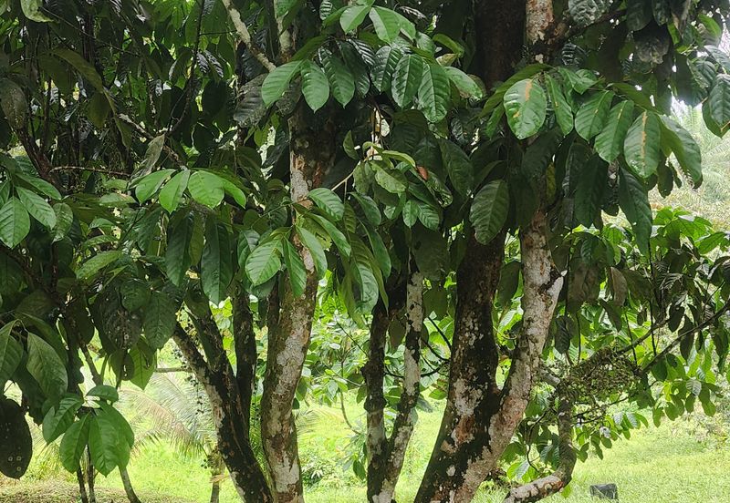 Durian Orchard @ Negeri Sembilan