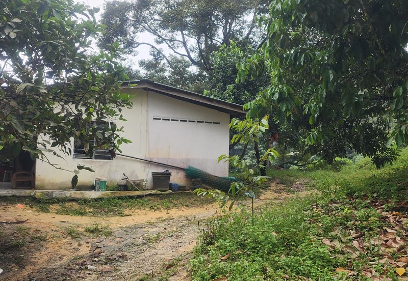 Durian Orchard @ Negeri Sembilan