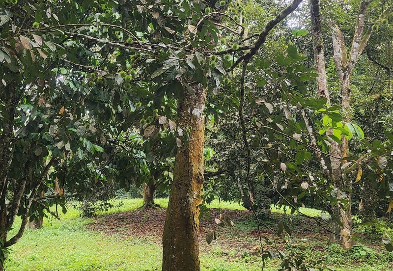 Durian Orchard @ Negeri Sembilan