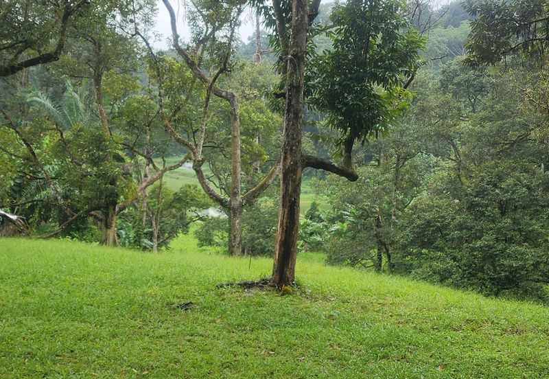 Durian Orchard @ Negeri Sembilan