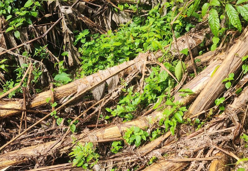 Durian Orchard @ Negeri Sembilan
