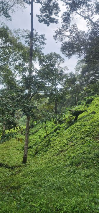 Durian Orchard @ Negeri Sembilan, Negeri Sembilan, Mantin