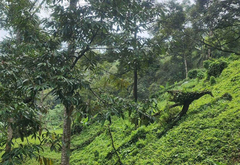 Durian Orchard @ Negeri Sembilan