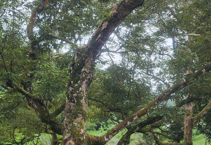 Durian Orchard @ Negeri Sembilan