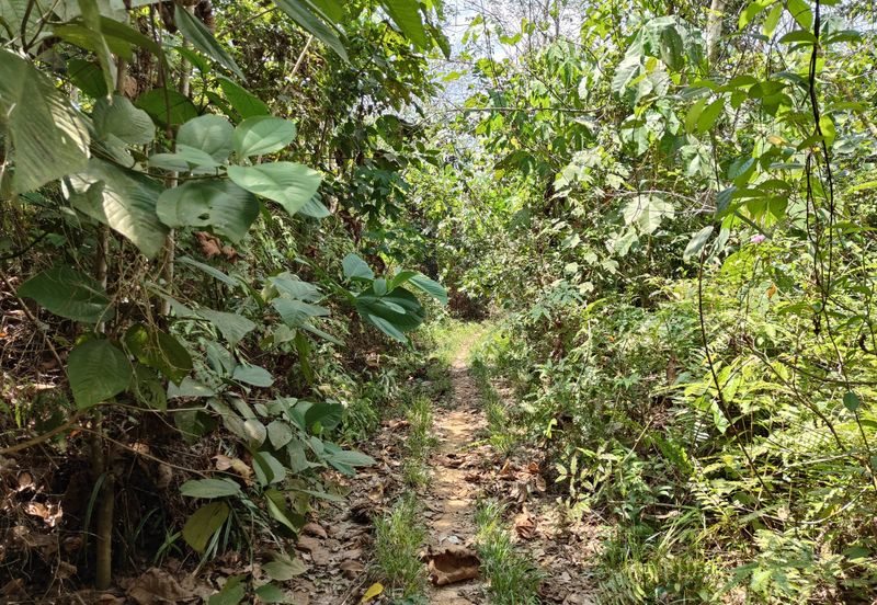 TANAH PERTANIAN REMBAU UNTUK DIJUAL 