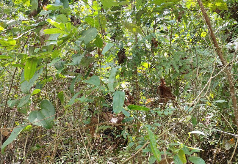 TANAH PERTANIAN REMBAU UNTUK DIJUAL 