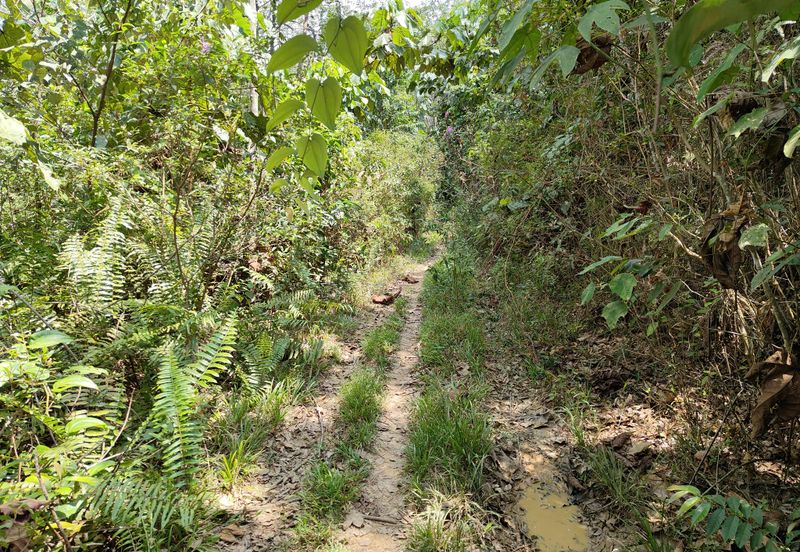 TANAH PERTANIAN REMBAU UNTUK DIJUAL 