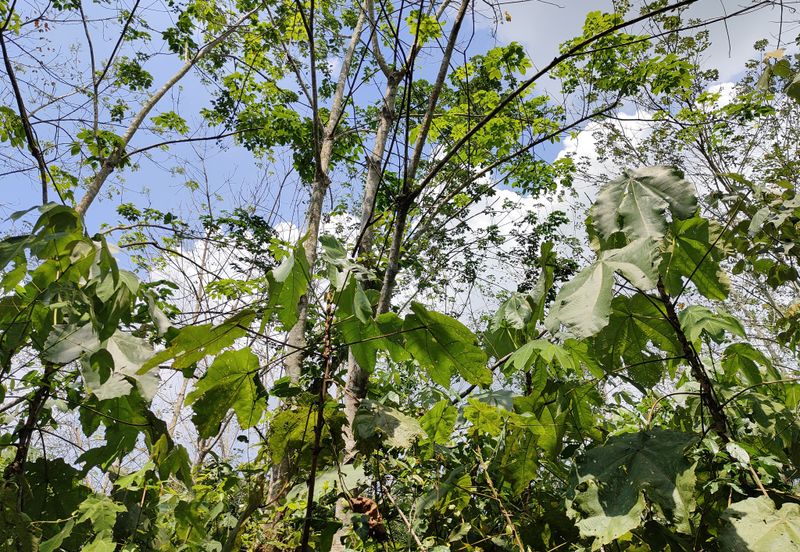 TANAH PERTANIAN REMBAU UNTUK DIJUAL 