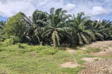 RUMAH KAMPUNG & TANAH LUAS DI PASIR PANJANG PD UNTUK DJUAL