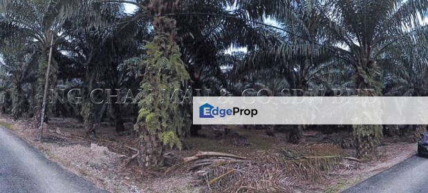 [Spacious Land Area] Plot of Agricultural Land [10 min to Parit Jawa Town], Johor, Muar