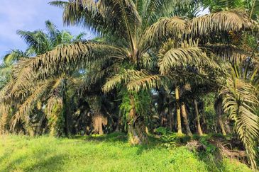 Agriculture Land @ Sengkang,Johor