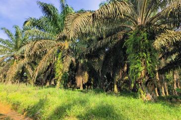Agriculture Land @ Sengkang,Johor