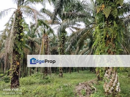 70 ACRES OIL PALM LAND FREEHOLD Kluang Johor Johor Bahru JB , Johor, Kluang