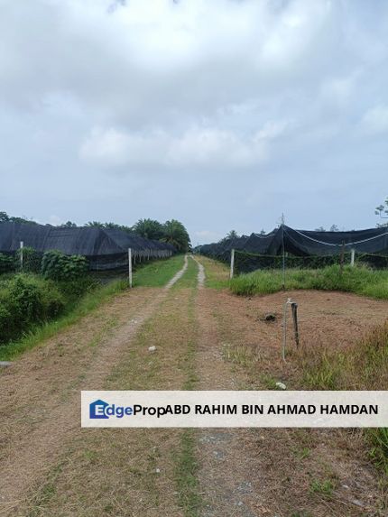 For sale 4.2 acre agriculture land near Jalan Morib Tongkah, Kuala Langat, Selangor, Kuala Langat