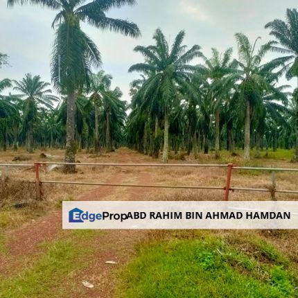 For sale 40 acres agriculture land near main road at Jalan Tg Sepat - Sg Pelek, Sepang, Selangor, Sepang