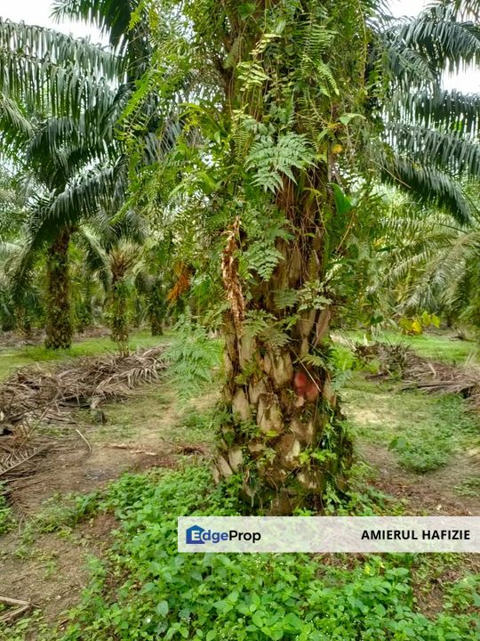 52 acres Palm Oil Land, Gambang Kuantan Pahang, Pahang, Kuantan