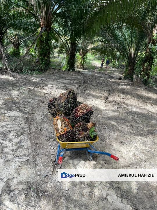 52 acres Palm Oil Land, Gambang Kuantan Pahang, Pahang, Kuantan