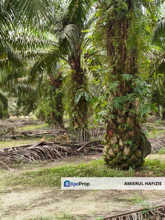 52 acres Palm Oil Land, Gambang Kuantan Pahang, Pahang, Kuantan